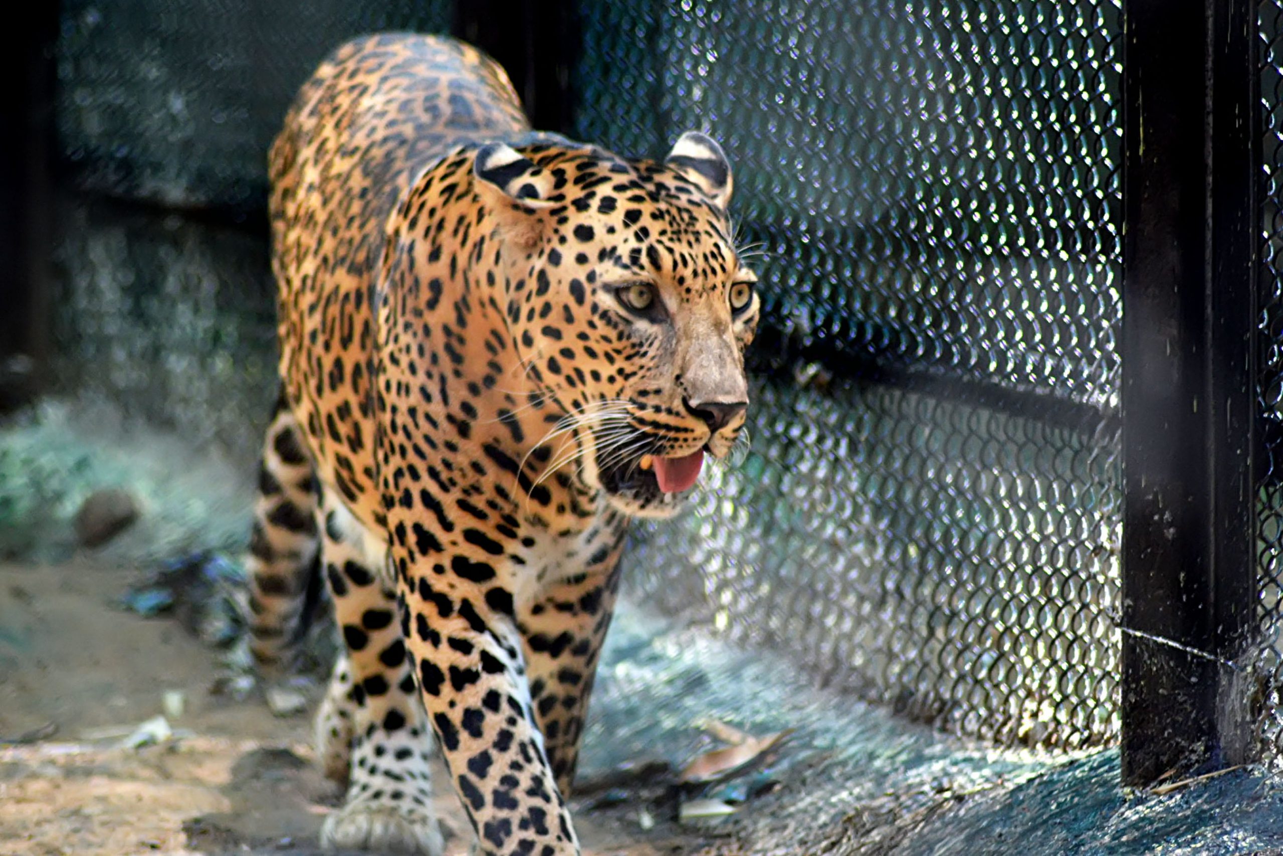 Top 171 How Do Zoos Help Endangered Animals Electric kingdom