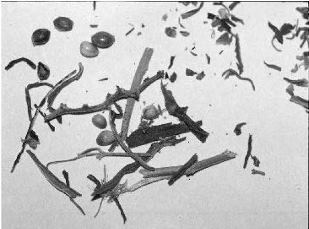 Close-Up of Debris from Three NIDA Cannabis Cigarettes