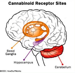 Diagram of cannabinoid receptor sites in the human brain