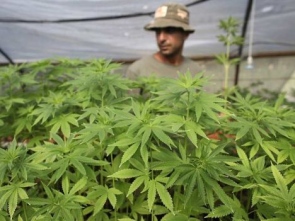 Cannabis plants at a growing facility for Tikun Olam, the Israeli Health Ministry's official grower and supplier of medical marijuana