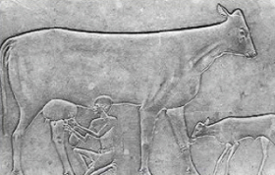 3100 BC - The Domesticated Cow Appears in Ancient Egyptian Civilization