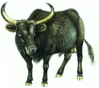8000 BC - Origins of the Domestic Cow
